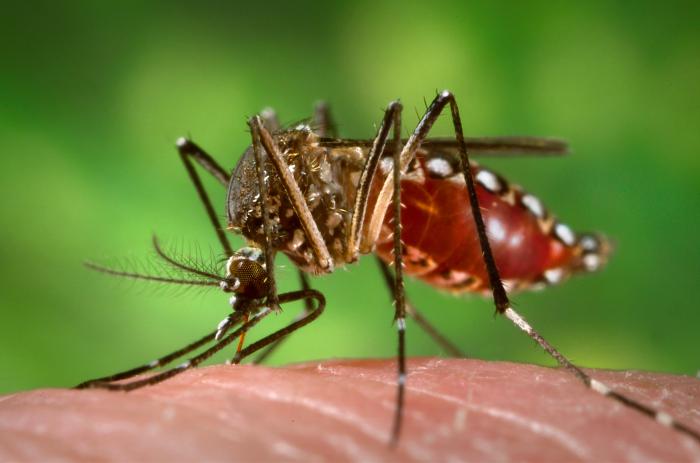 Dengue, chikungunya rise among UK travellers to India