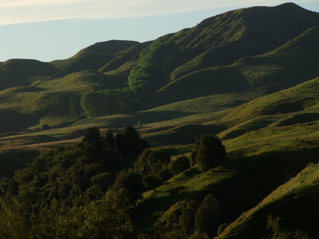 Chinese to start dairy farming in New Zealand